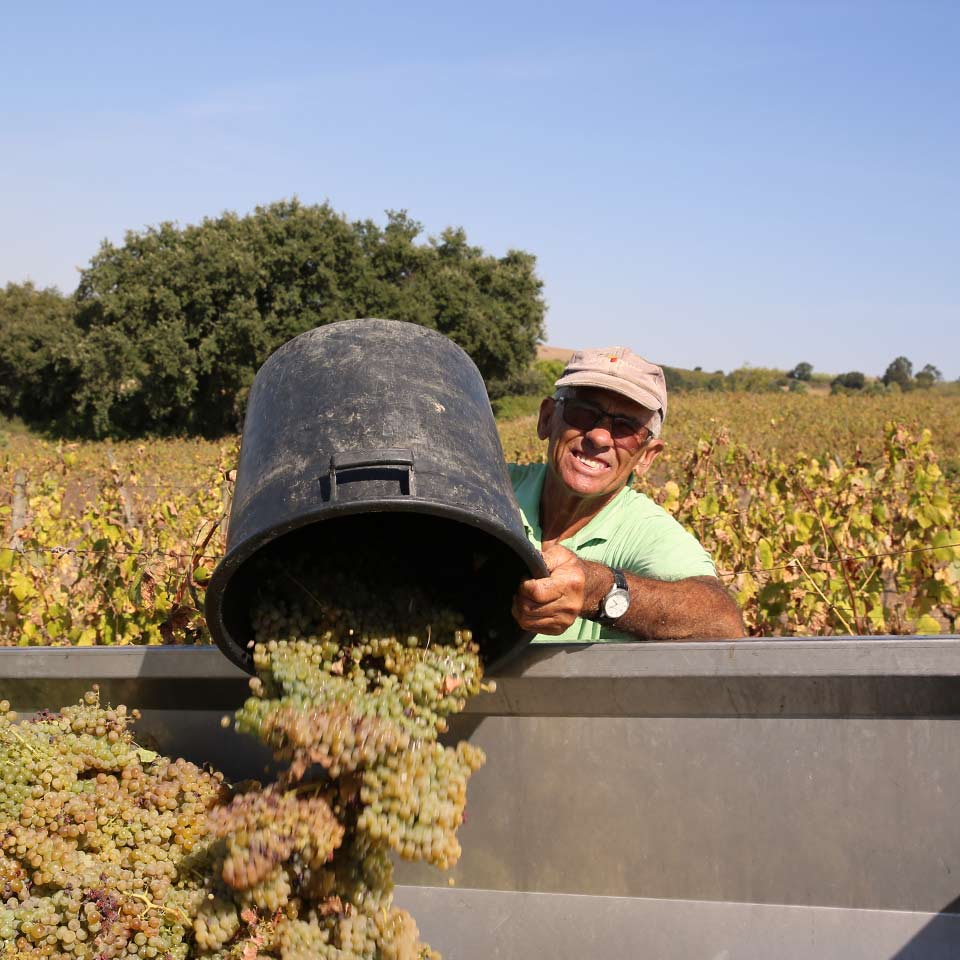 wines folgorosa harvest men