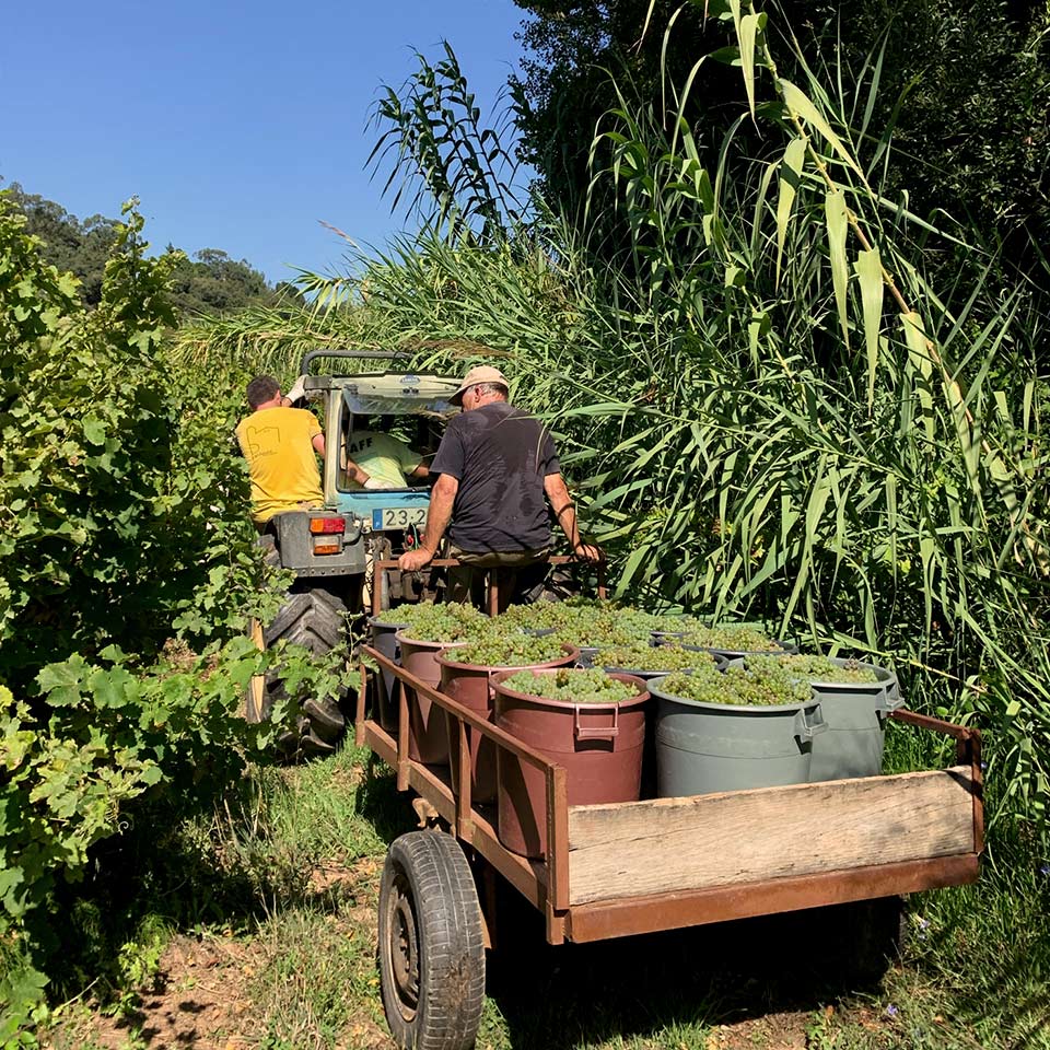 wines harvest