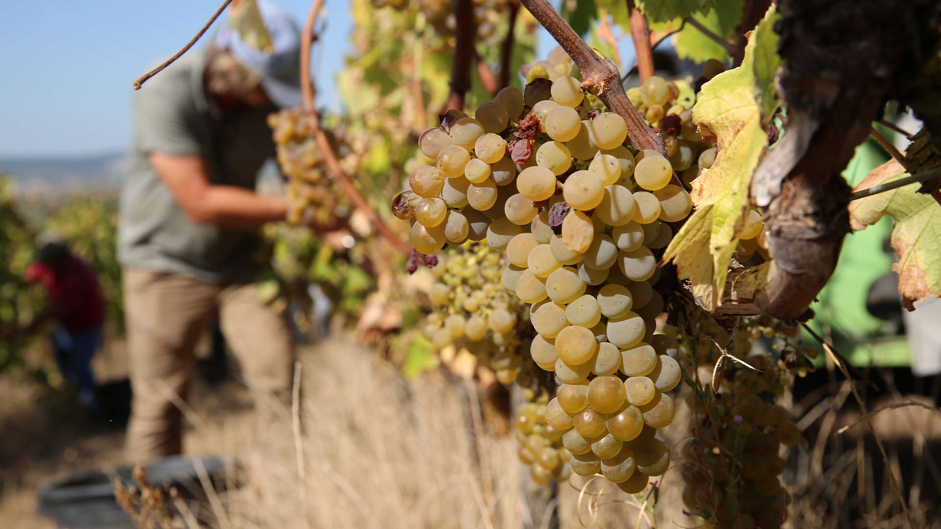 wines harvesting